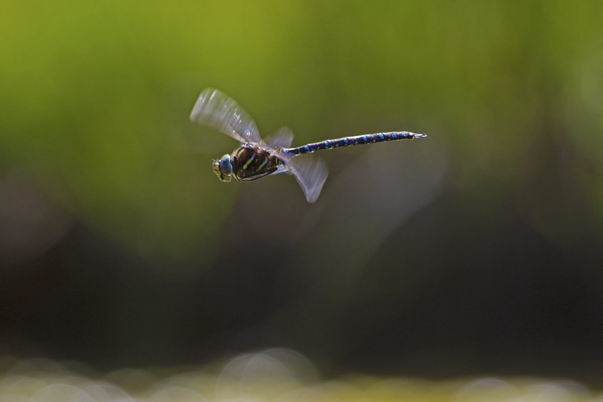 Aeshna juncea in volo